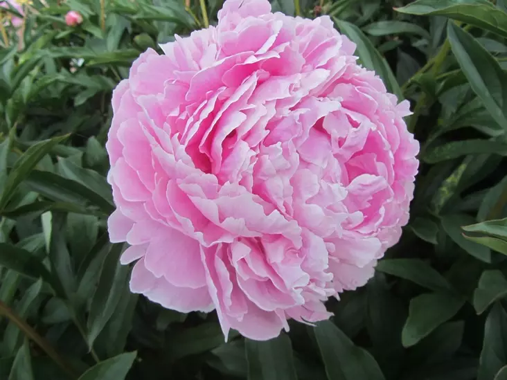 Kiinanpioni Sarah Bernhard - Pionit - 6430029532833 - 1