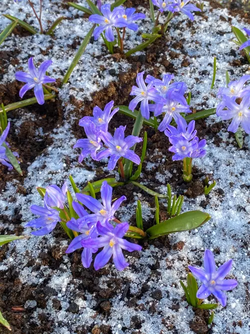 Kirjokevättähti - Muut - AB10010011213 - 1