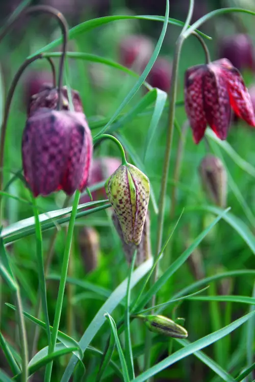 Kirjopikarililja - Muut - 3942586599103 - 1