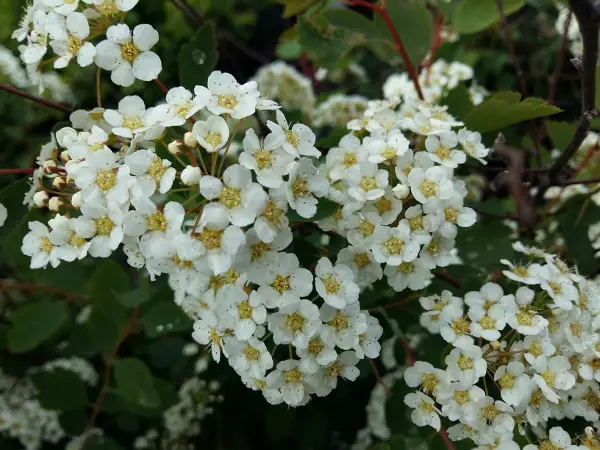 Koivuangervo Tor - Astiataimet - AB10010010593 - 1