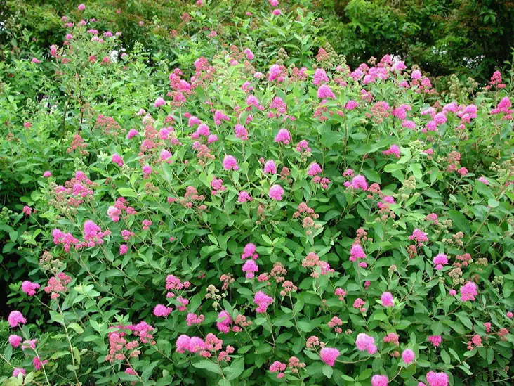 Kuninkaanangervo Kruunu FinE® - Astiataimet - 3940523714473 - 1