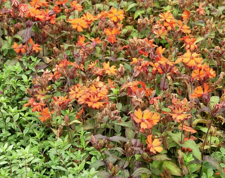 Leimurakkaus Vesuvius - Perennat - 6417481270923 - 1