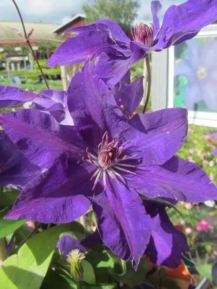 Loistokärhö The President - Clematikset - 3940535257173 - 1