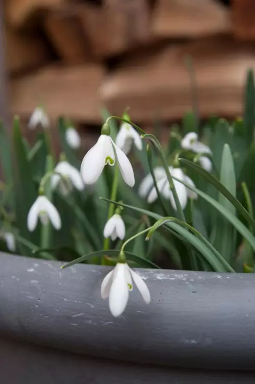 Lumikello, -Turkin - Muut - AB10010011853 - 1