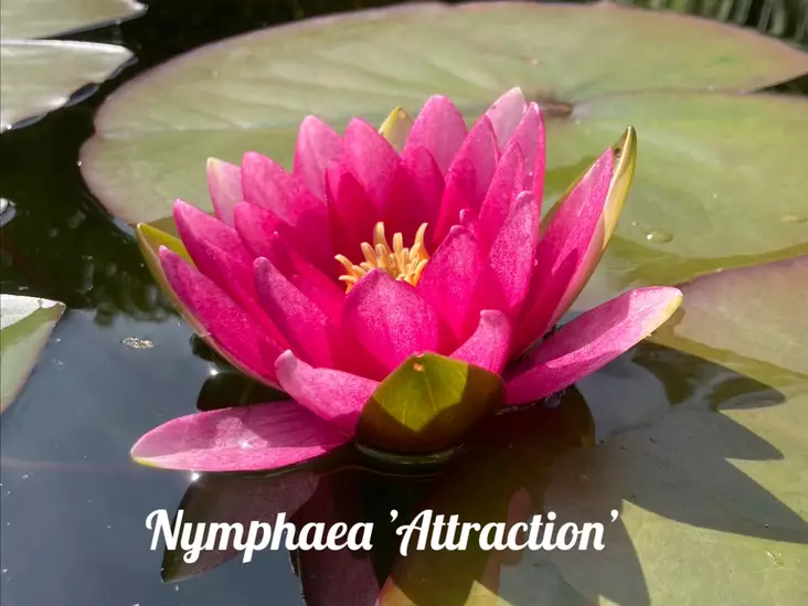 Lumme `Attraction` - Lumpeet - AB10010010853 - 1