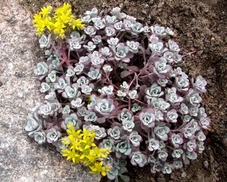 Lusikkamaksaruoho - Perennat - 6430019382073 - 1