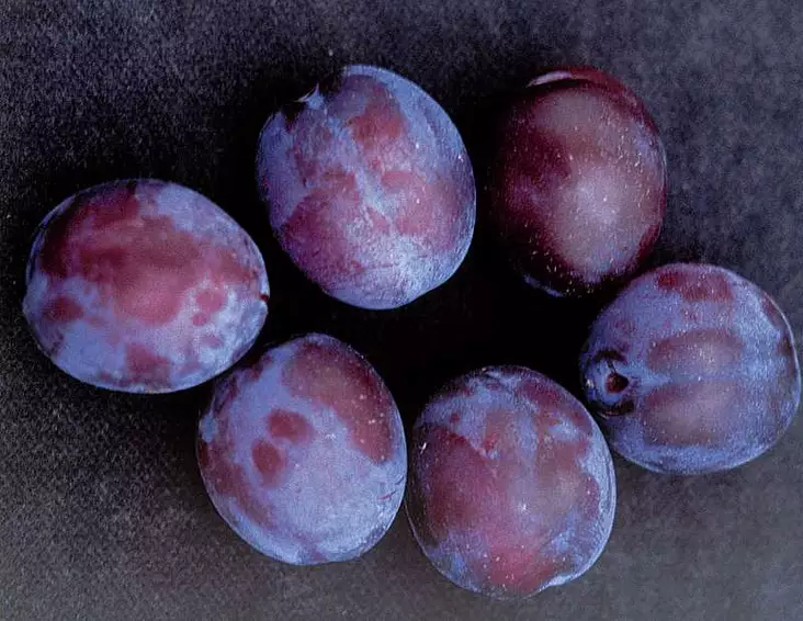 Luumupuu Sinikka FinE® 150-200 - Luumupuut - 3940534038193 - 1