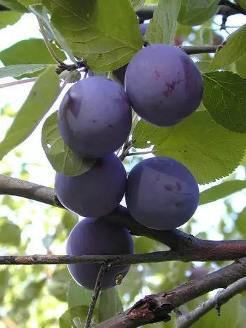 Luumupuu Vaarin Siniluumu 150-200 - Luumupuut - 3940534041193 - 1