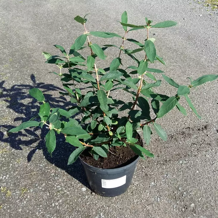 Marjasinikuusama Nimfa - Muut marjakasvit - 3954604275593 - 1