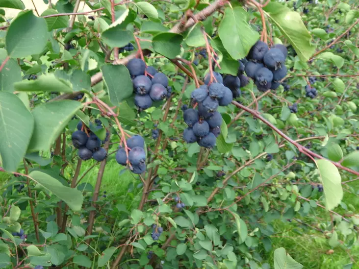 Marjatuomipihlaja Smoky - Muut marjakasvit - 3940535352243 - 1