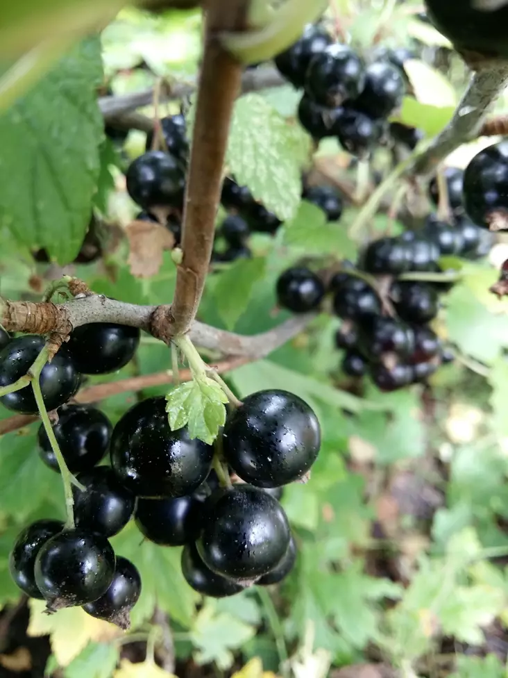 Mustaherukka Mikael FinE® - Herukat - 3940944606883 - 1