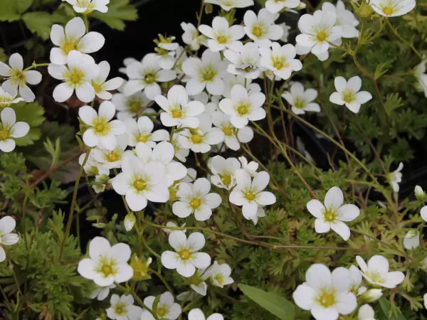 Patjarikko Schneeteppich - Perennat - 6417481280953 - 1