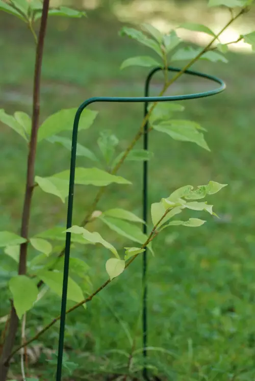 Perennatuki 70cm - Kasvintuenta - 7317084800703 - 1