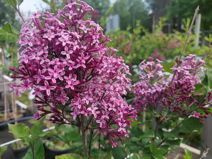 Pikkusyreeni Dark Purple runko 80 - Pikkupuut / rungolliset pensaat - 3951823779703 - 1