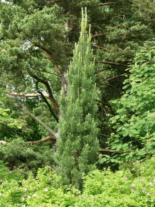 Pilarimänty Fastigiata - Männyt - 3940563669733 - 1