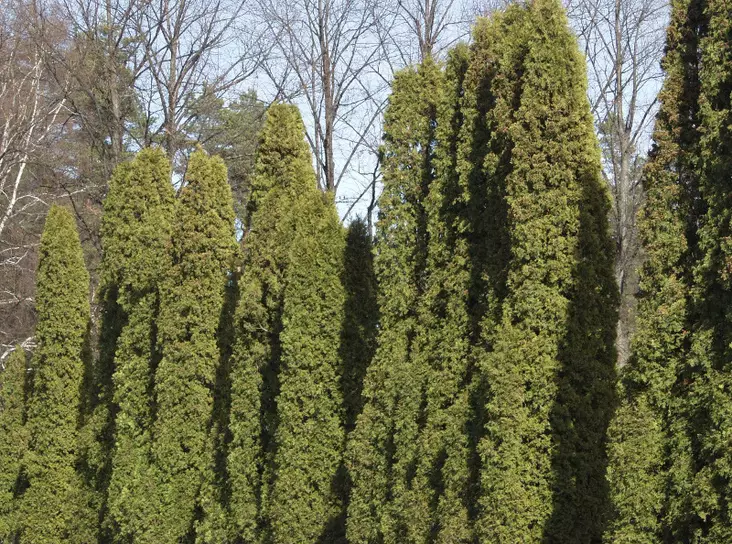 Pilarituija Fastigiata - Tuijat - 6420613694993 - 1