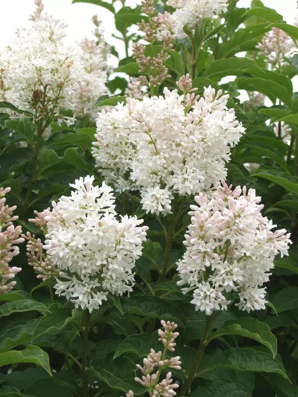 Puistosyreeni Tammelan Kaunotar - Astiataimet - 3940523718143 - 1