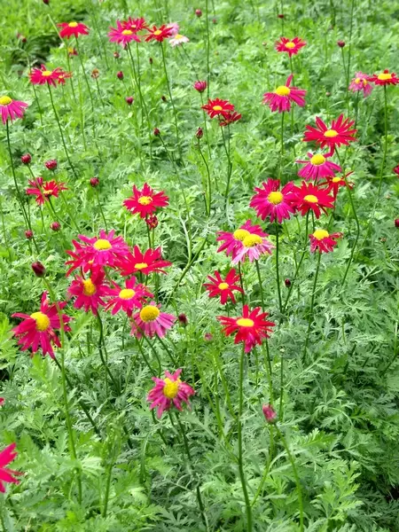 Punapietaryrtti - Perennat - 6417481275003 - 1