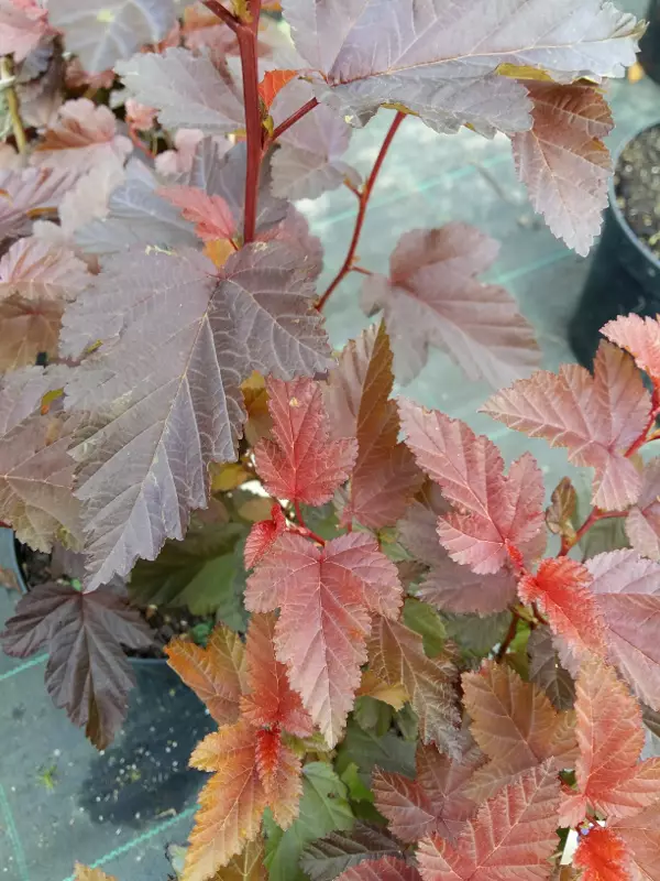 Purppuraheisiang. Little Angel - Astiataimet - 203 - 1