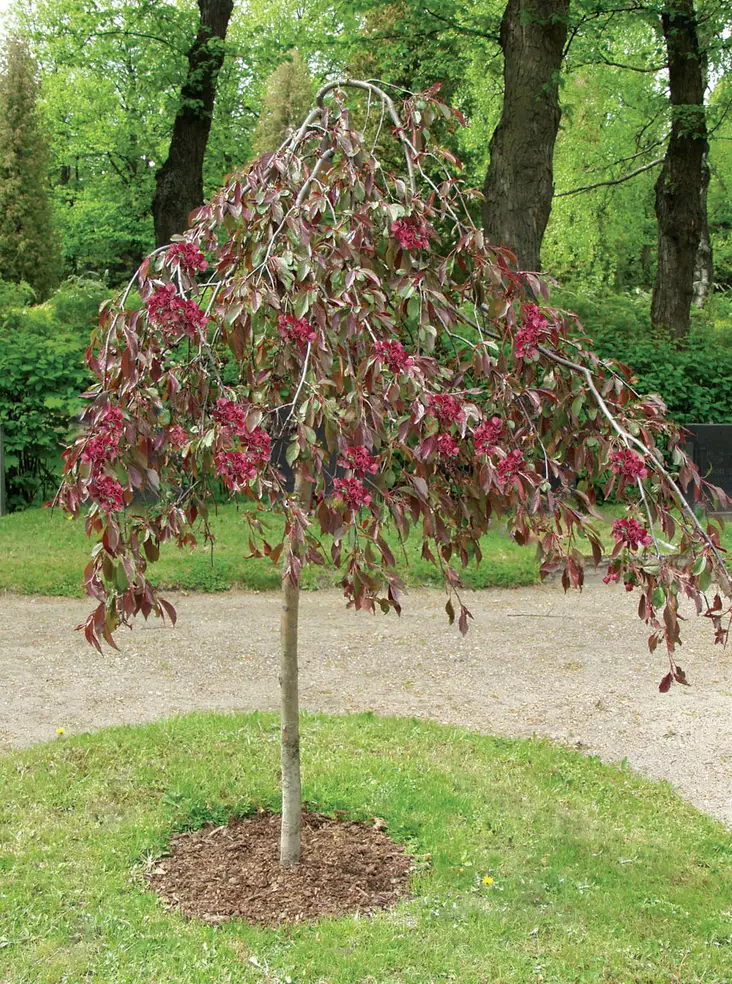 Purppuraomenapuu Royal Beauty - Riippapuut - 3940525129183 - 1