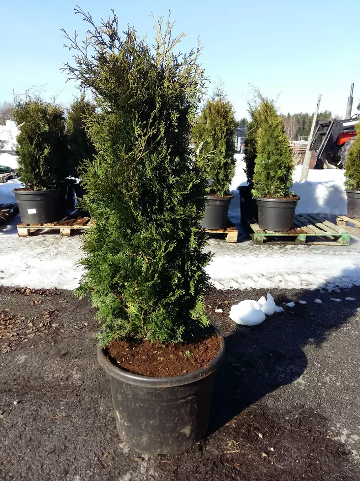 Kartiotuija Pyramidalis Compacta - Tuijat - 3940564808193 - 1