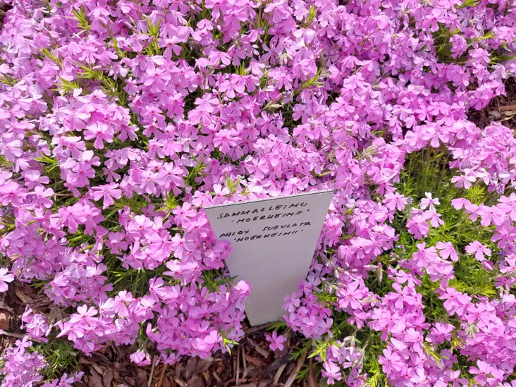 Sammalleimu Moerheimii - Perennat - 6430019381663 - 1