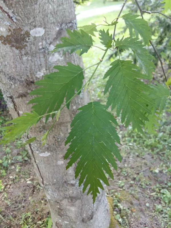 Sulkaharmaaleppä 150-200 - Lehtipuut - AB10010012003 - 1