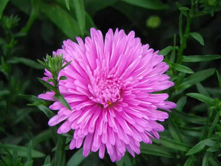 Tarhasyysasteri Patricia Ballard - Perennat - 6417481277953 - 1