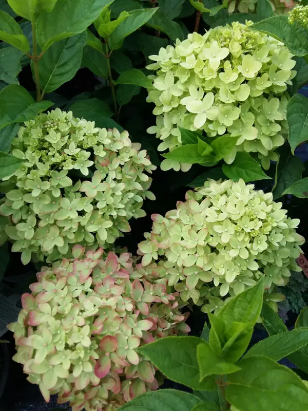 Japaninhortensia Little Lime - Astiataimet - AB10010010213 - 1