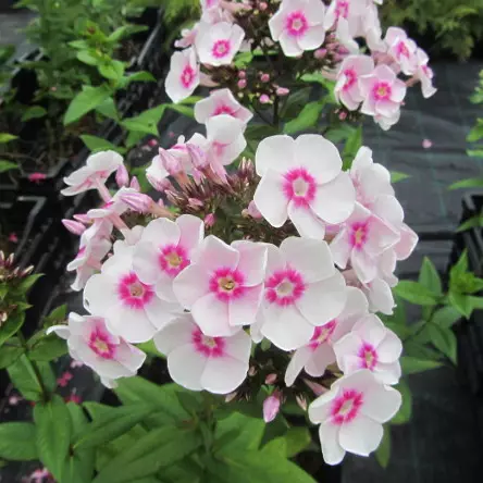 Syysleimu Europa - Perennat - 6417481277243 - 1