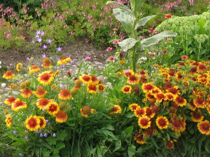 Syyssädekukka Kobolt - Perennat - 6430019380833 - 1