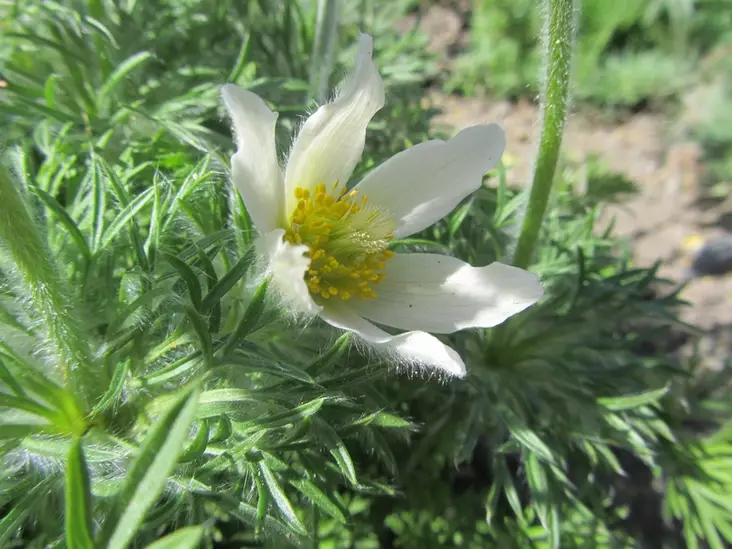 Ketokylmänkukka Alba - Perennat - 6430019380093 - 1