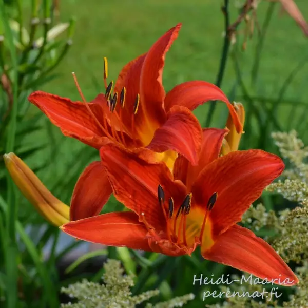 Tarhapäivänlilja Anzac - Perennat - AB10010011423 - 1