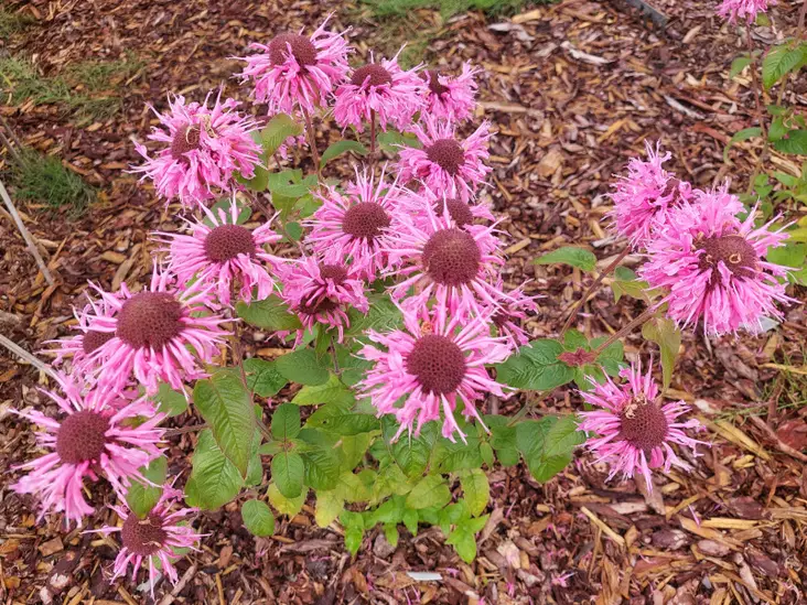 Tarhaväriminttu Twins - Perennat - AB10010011753 - 1