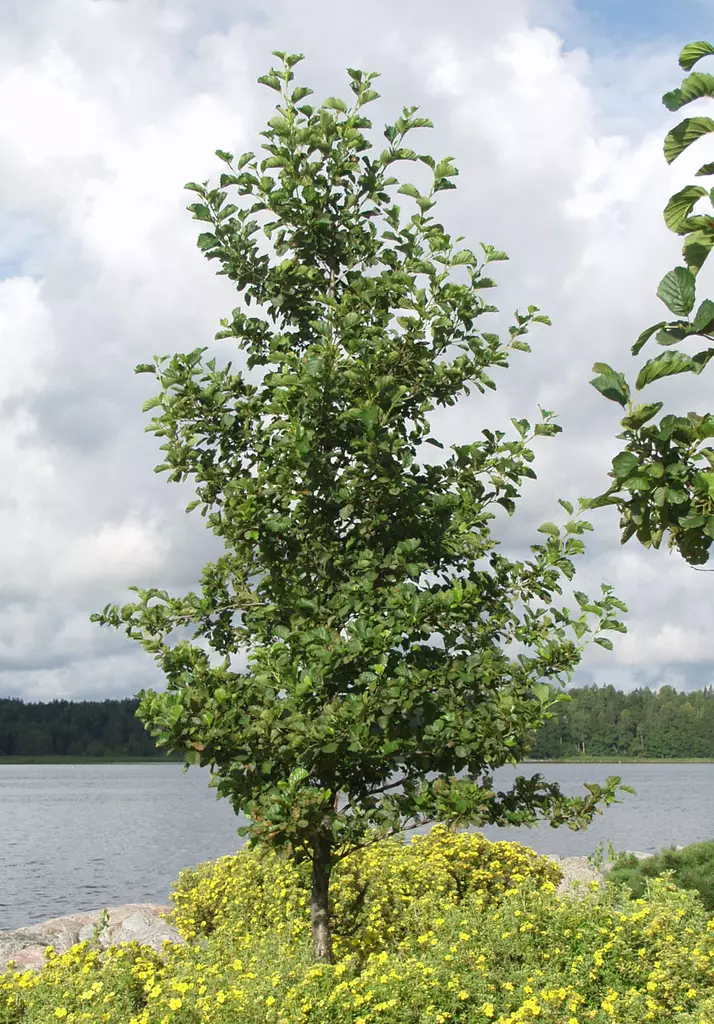 Tervaleppä - Lehtipuut - 3940525063883 - 1