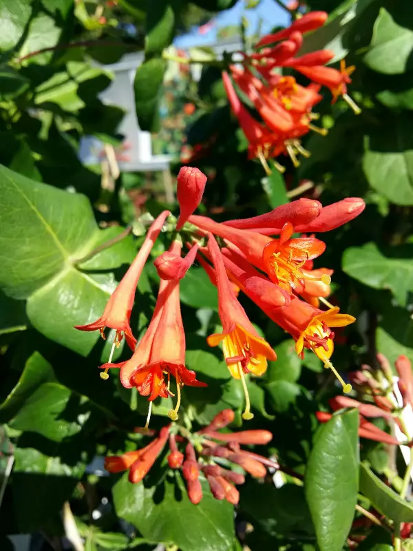 Tulikuusama Dropmore Scarlet - Muut köynnökset - 3940535262863 - 1