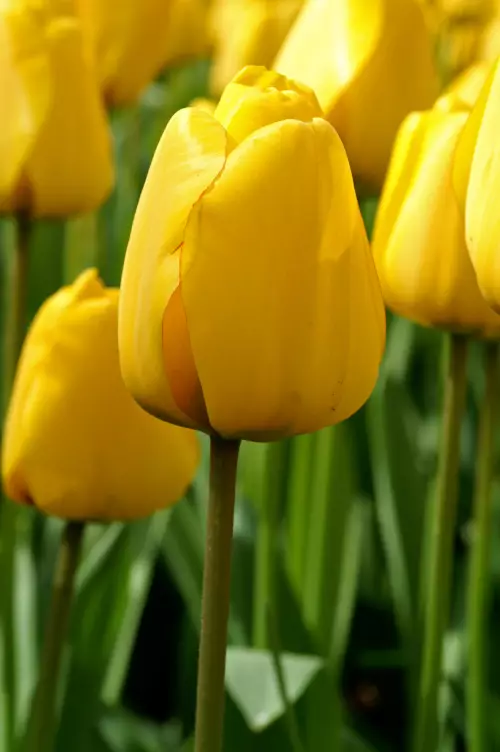 Tulppaani `Golden Apeldoorn` - Tulppaanit - 3942586487363 - 1