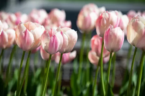 Tulppaani `Van Eijk` - Tulppaanit - AB10010011203 - 1