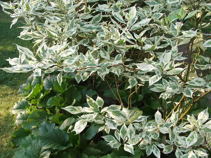 Valkokirjokanukka Elegantissima - Astiataimet - 3940516115003 - 1