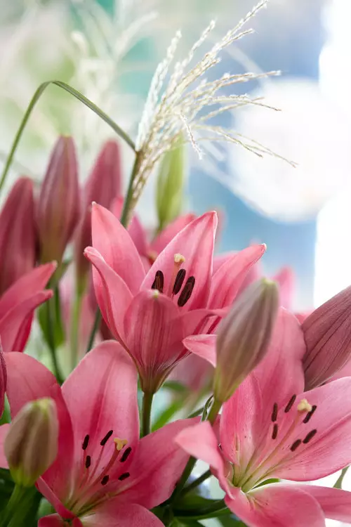 Värililja pinkki - Liljat - AB10010011033 - 1