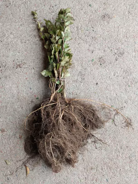 Aitaorapihlaja aita - Avojuuriset aitakoon taimet - 3940533717914 - 2