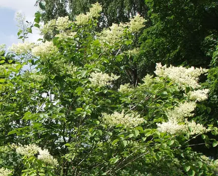 Japaninlikusterisyreeni - Astiataimet - AB10010010644 - 1