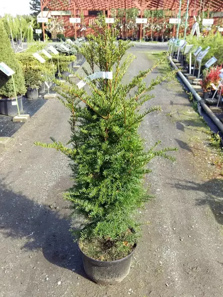 Japaninmarjakuusi - Marjakuuset - 3944835527684 - 2