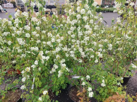 Jumbo marjatuomipihlaja - Jumbotaimet - 3950714029194 - 1