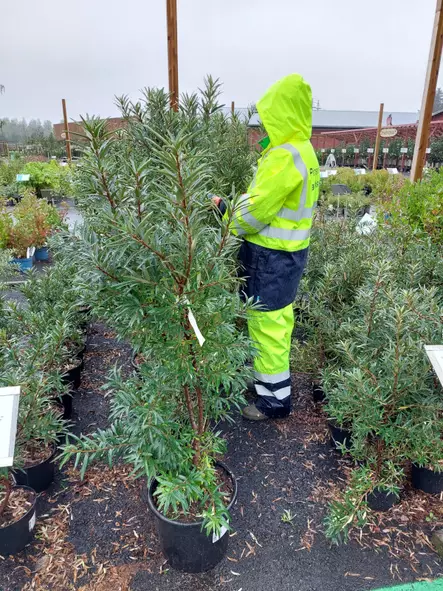 Jumbo tyrni Tytti - Jumbotaimet - AB10010011344 - 1