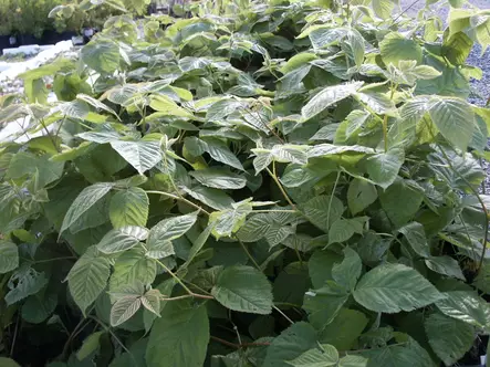 Mustavatukka Siperialainen - Vadelmat - 3940535378434 - 1