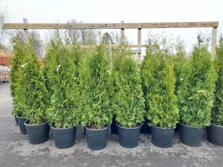 Kartiotuija King of Brabant - Tuijat - AB10010012244 - 1