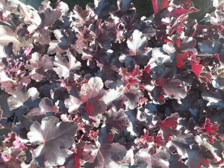 Tarhakeijunkukka Black Pearl - Perennat - AB10010012104 - 1