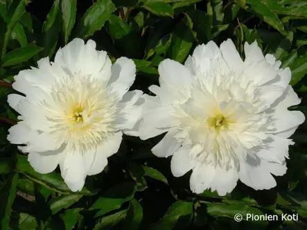 Kiinanpioni Charlie's White - Pionit - 6430029532574 - 1