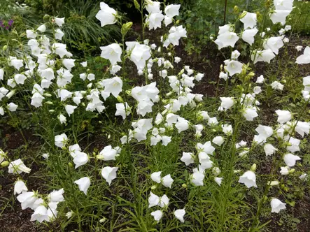 Kurjenkello valkoinen - Perennat - 6418362100834 - 1